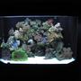 125 gallons reef tank (mostly live coral and fish) - 125 gal corner pentagon reef tank