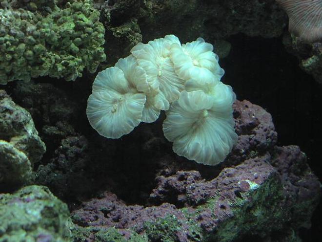 corals inverts - nemanzophyllia turbida - fox coral stocking in 125 gallons tank - Fox coral