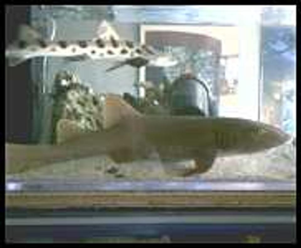 saltwater fish - ginglymostoma cirratum - nurse shark stocking in 125 gallons tank - Nurse shark with lepord shark swiming overhead