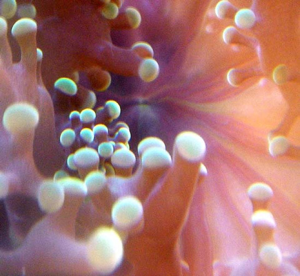 corals inverts - euphyllia paradivisa - frogspawn coral stocking in 67 gallons tank - Frogspawn coral close up
