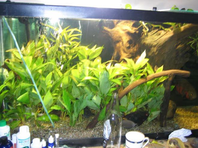90 gallons planted tank (mostly live plants and fish) - South American.
