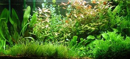 29 gallons planted tank (mostly live plants and fish) - Love for tacos.