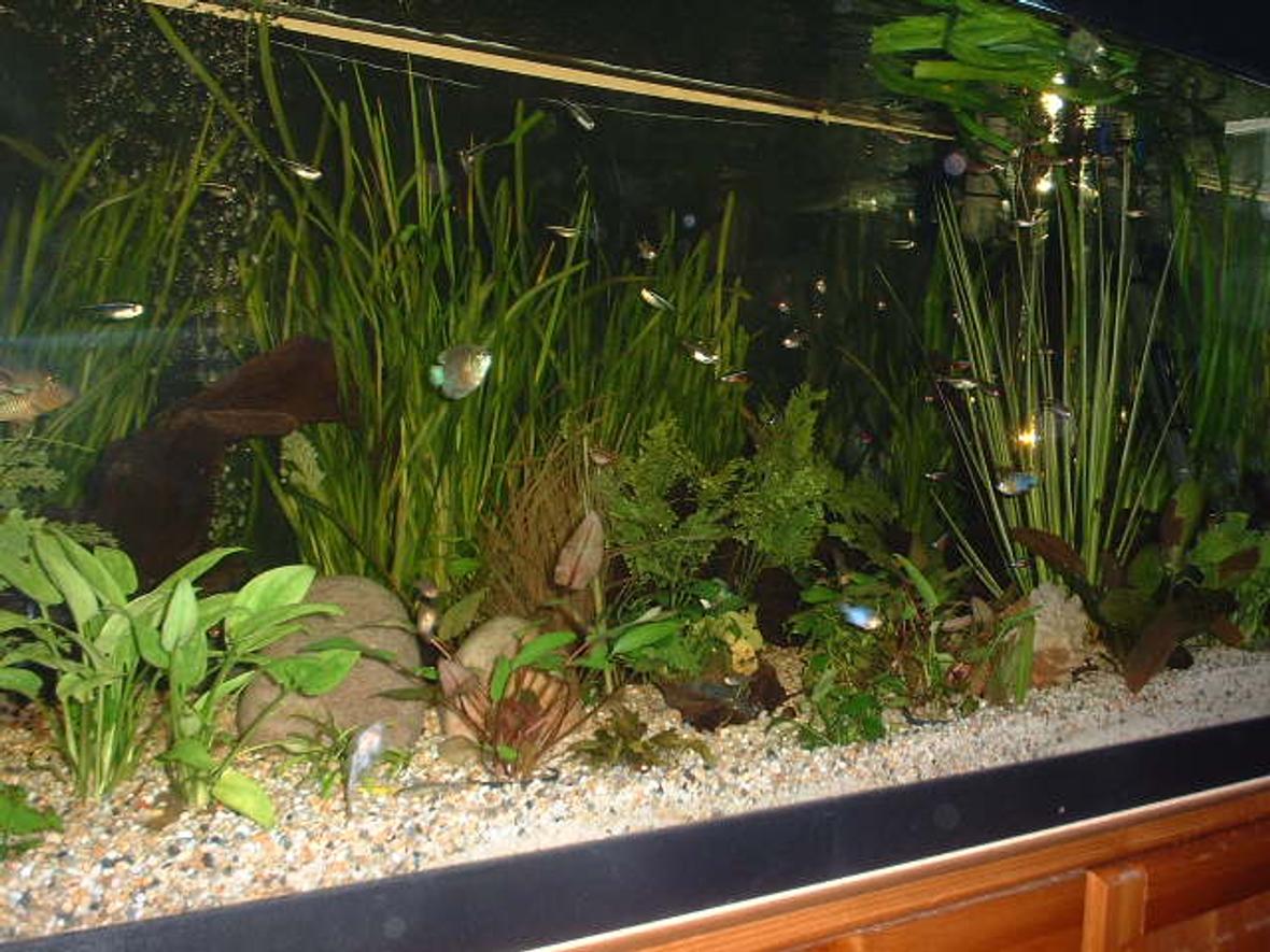 planted tank (mostly live plants and fish) - 400 litre planted community tank