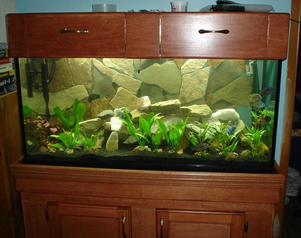 90 gallons planted tank (mostly live plants and fish) - 48"x18"x24". Custom built stand and canopy, 192watts T8 lighting. Background is real slate siliconed in place. A Wide variety of very colourful African Cichlids (Super Red Empress, O. Lithobates, Aulonocara Baenshi, Lemon Yellow Jake, Labeotropheus, Cynotilapia Afra). Filtration is via three canister filters, one with a surface skimmer. Although not technically dedicated to plants, it also houses some beautiful Giant Hygro, Amazon Swords, and Red Hygro. Total Stock is currently 18 fish.