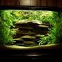 29 gallons planted tank (mostly live plants and fish) - 29 gall chichlid tank