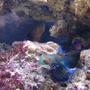 saltwater fish - synchiropus splendidus - green mandarin stocking in 125 gallons tank - manderian
