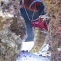 corals inverts - lysmata debelius - blood red fire shrimp stocking in 125 gallons tank - blood red cleaning blennie