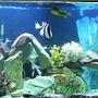 110 gallons saltwater fish tank (mostly fish, little/no live coral) - NEW TANK PIC