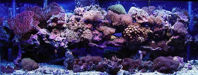 75 gallons reef tank (mostly live coral and fish) - 75 gallon reef