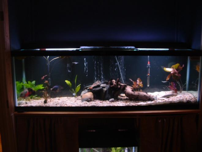 125 gallons freshwater fish tank (mostly fish and non-living decorations) - My 125