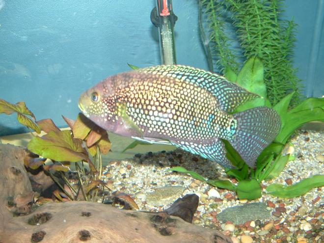 freshwater fish - nandopsis octofasciatum - jack dempsy stocking in 125 gallons tank - My Jack Dempsy