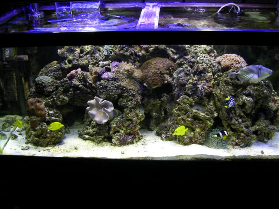 75 gallons reef tank (mostly live coral and fish) - 75 gal fish clown trigger picasso trigger undilated trigger clown 3 yellow tangs lawnmower blenie 1 large hermet crab corals 20 red mushrooms 4 large green mushrooms 2 toadstool leather zoo coral moon coral hammer coral brain coral next upgrade overflow and sump