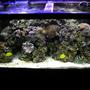 75 gallons reef tank (mostly live coral and fish) - 75 gal fish clown trigger picasso trigger undilated trigger clown 3 yellow tangs lawnmower blenie 1 large hermet crab corals 20 red mushrooms 4 large green mushrooms 2 toadstool leather zoo coral moon coral hammer coral brain coral next upgrade overflow and sump