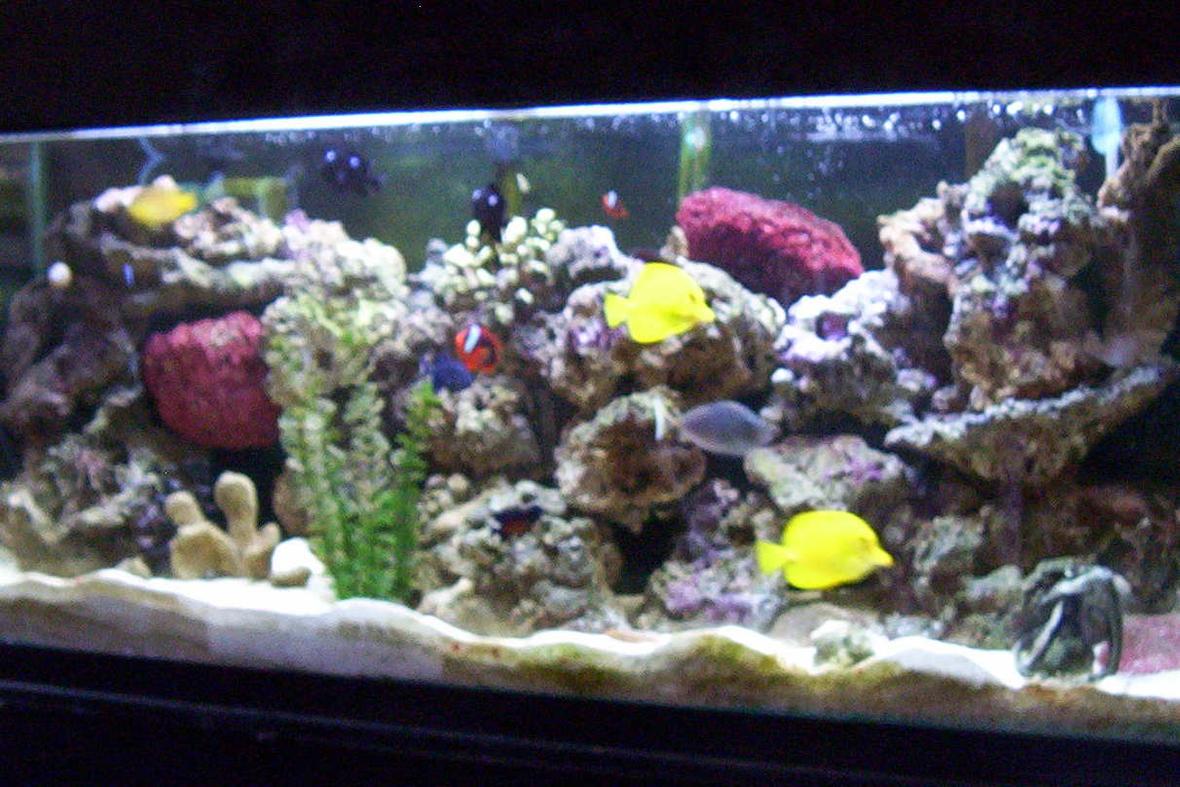55 gallons reef tank (mostly live coral and fish) - It all started with a classified add on craigslist
