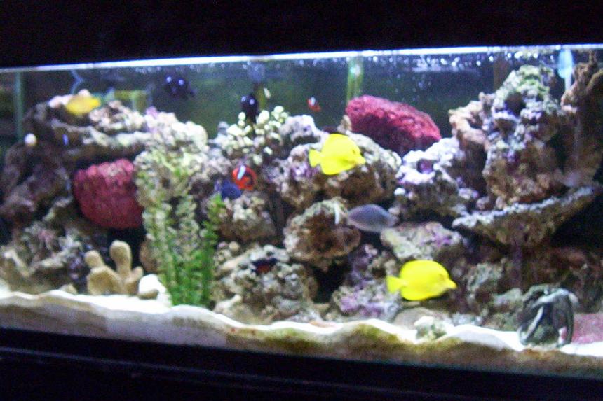 Rated #1099: 55 Gallons Reef Tank - It all started with a classified add on craigslist
