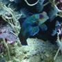 saltwater fish - synchiropus splendidus - green mandarin stocking in 155 gallons tank - mandarin