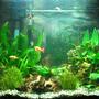 25 gallons planted tank (mostly live plants and fish) - Planted 25g tall 2x36 watt pc flourecent = 72 watt total co2 injection (homemade-yeast generated) (still adjusting setup to obtain optimal levels) substrate: eco-complete w/ gravel newly planted and not-totaly established yet
