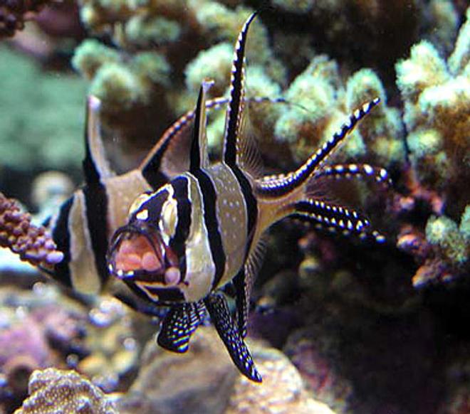 saltwater fish - pterapogon kauderni - kaudern's cardinal stocking in 500 gallons tank - Banggai cardinal male taking eggs from female