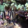 saltwater fish - pterapogon kauderni - kaudern's cardinal stocking in 500 gallons tank - Banggai cardinal male taking eggs from female