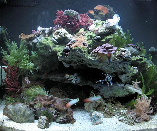 24 gallons reef tank (mostly live coral and fish) - Our 2nd tank, only running for 1 month.  A mated pair of Bangaii Cardinalfish, a proven reverse trio of Lattice Cardinalfish (Apogon margaritophora), and 2 Firefish currently reside.  This tank is really more for growout and holding of frags, as well as being a dedicated Tridacna and Macro Algae system...