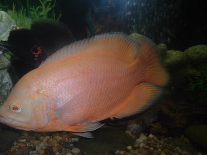 freshwater fish - astronotus ocellatus - albino oscar stocking in 55 gallons tank - anothr oscar