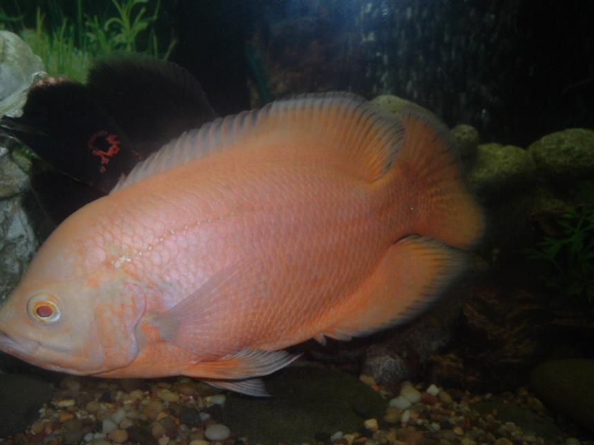 Rated #1452: Freshwater Fish - Astronotus Ocellatus - Albino Oscar Stocking In 55 Gallons Tank - anothr oscar