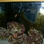 29 gallons saltwater fish tank (mostly fish, little/no live coral) - Rocks and clowns