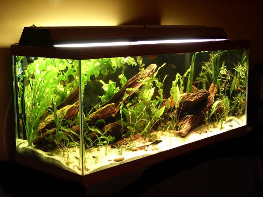 Rated #41: Planted Tank - my 75 gallon