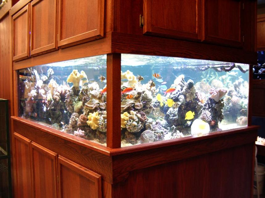 Rated #62: Reef Tank - 380 gallon.