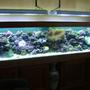 350 gallons reef tank (mostly live coral and fish) - Soft Coral Tank