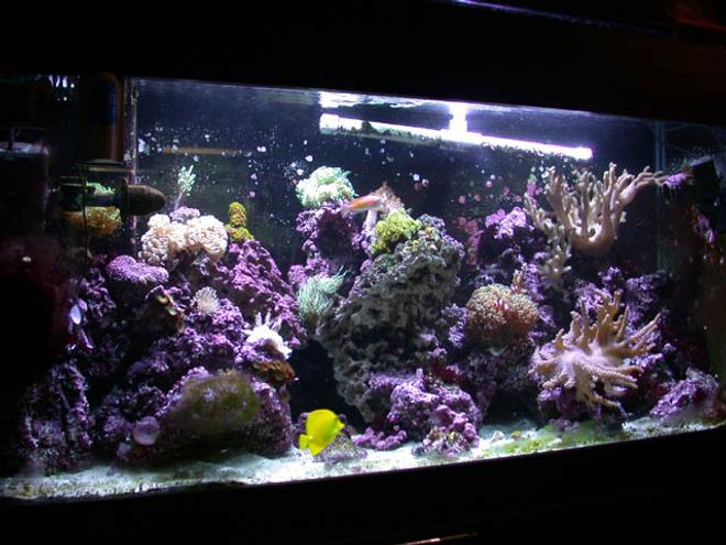100 gallons reef tank (mostly live coral and fish) - My tank, I suck at taking pictures.