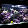 100 gallons reef tank (mostly live coral and fish) - My tank, I suck at taking pictures.