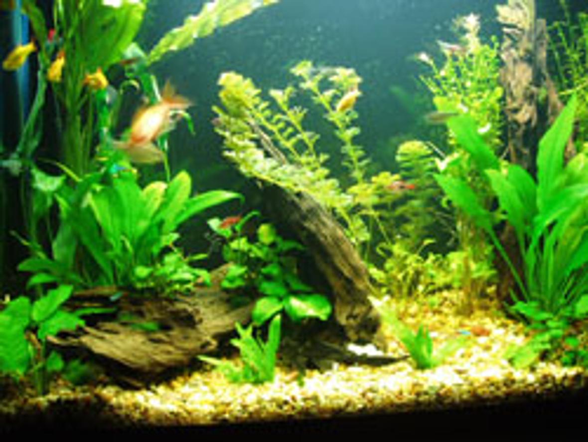 planted tank (mostly live plants and fish) - 37 Gallon Tank now with REAL plants ;) 11/19/05