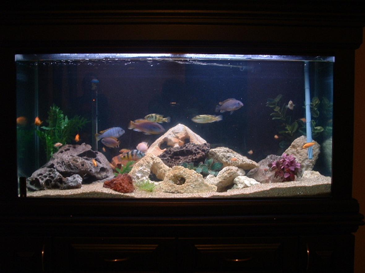 90 gallons freshwater fish tank (mostly fish and non-living decorations) - Tanya and Mike's Freshwater Tank