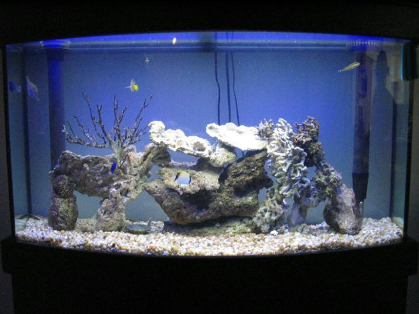 Rated #259: 80 Gallons Saltwater Fish Tank - 80 Gallon MarineLand Bow Front.

Ocean Rocks, no live rocks.

Fish collected straight from the ocean here in Bermuda:  two yellow tangs, one reef butterfly fish, one orange spotted file fish, one scrawled file fish, one juvenile yellow tail damsel, one juvenile beau gregory, one banded puffer fish, and one goby