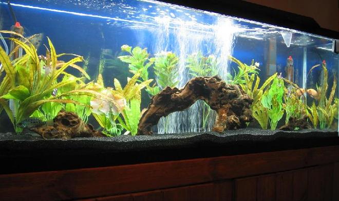 55 gallons freshwater fish tank (mostly fish and non-living decorations) - 55 gallon Freshwater NW Chiclid