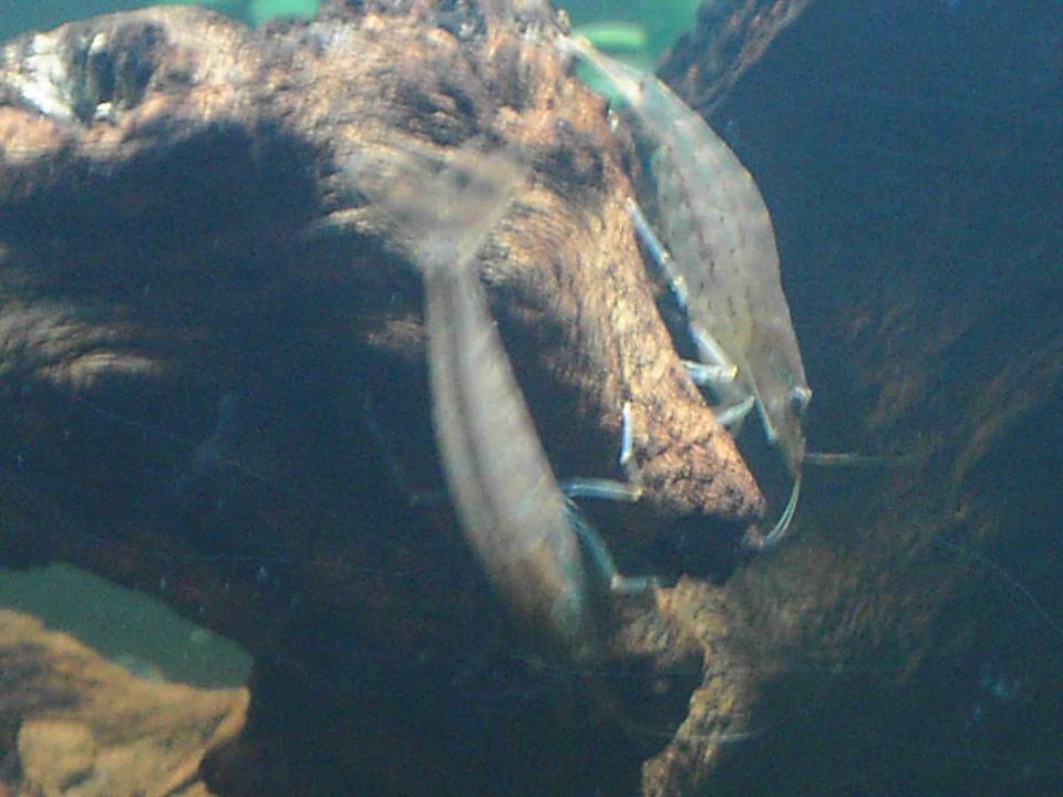 corals inverts - caridina japonica - japonica amano shrimp stocking in 10 gallons tank - Two of my Japonica shrimp feeding off the bogwood.