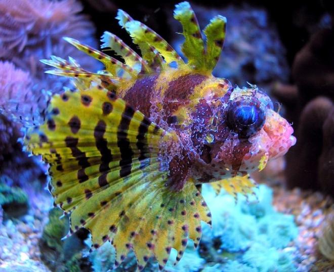 saltwater fish - dendrochirus brachypterus - fuzzy dwarf lionfish stocking in 180 gallons tank - pic of my very colorful fuzzy dwarf lion fish