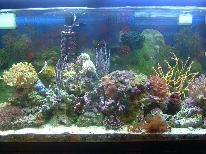 55 gallons reef tank (mostly live coral and fish) - 55 gallon reef
