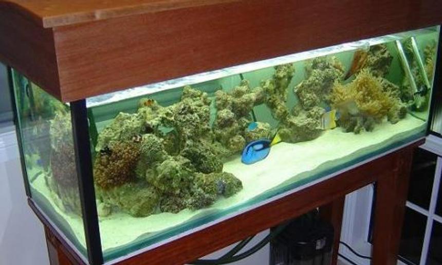 Rated #1255: Reef Tank - Hood and stand