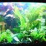 29 gallons planted tank (mostly live plants and fish) - This is my first tank. Sorry for the pic quality. I can't seem to take a decent pic to save my life. LOL