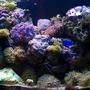 40 gallons reef tank (mostly live coral and fish) - My 40 gal Tank eve stage (only175w mh on, sorry for the closed polyps)
