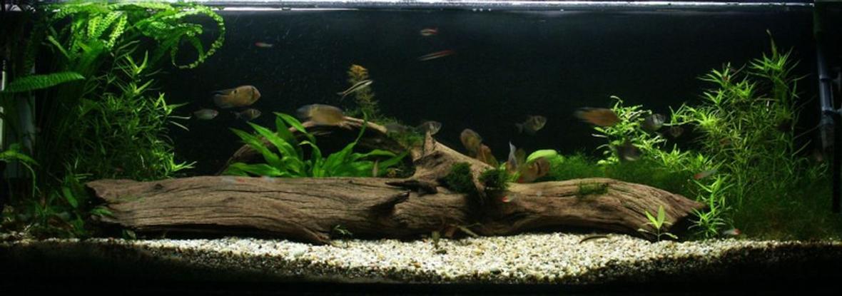 planted tank (mostly live plants and fish) - 150/50/50 Aequidens Maroni - 6 / Hemigrammus bleheri - 20 / Gymnocorymbus ternetzi - 9 / Crossocheilus siamensis - 3 / Caridina japonica - 3 / Atyopsis moluccensis -1/ Cryptocoryne parva / Cryptocoryne crispatula var. Balansae/ Heteranthera zosterifolia / Ehinodorus parviflorus / Echinodorus Red Flame / Hygrophila polysperma / Eleocharis vivipara / Vesicularia dubyana /