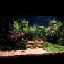 4 gallons planted tank (mostly live plants and fish) - My still growing tank