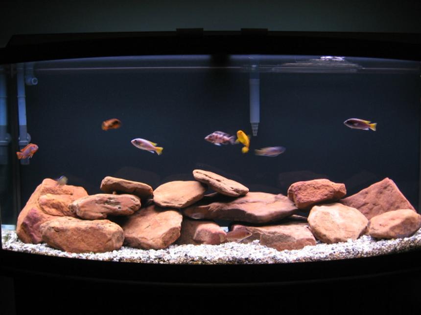 Rated #2080: 72 Gallons Freshwater Fish Tank - The Box Of Water