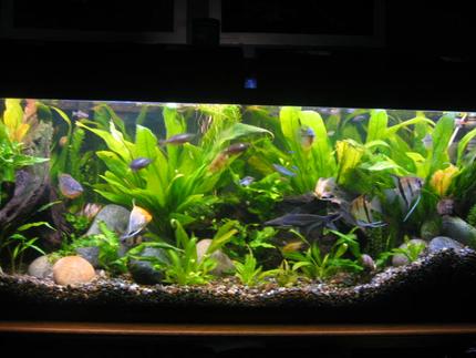 55 gallons planted tank (mostly live plants and fish) - 55 gallon tank with peguin 330, undergravel filter, turbo co2, heater,diamondback flourlestant 80watts. ALL LIVE AND REAL amazon swords, java fern, and some other plants. i have neons, tetras, gourmies, angels, tiger barbs, rainbows, zebras, peacock eel, dwarf rams, clown loaches,DISCUS, fiddler crabs, and mystery snails.