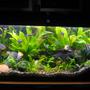 55 gallons planted tank (mostly live plants and fish) - 55 gallon tank with peguin 330, undergravel filter, turbo co2, heater,diamondback flourlestant 80watts. ALL LIVE AND REAL amazon swords, java fern, and some other plants. i have neons, tetras, gourmies, angels, tiger barbs, rainbows, zebras, peacock eel, dwarf rams, clown loaches,DISCUS, fiddler crabs, and mystery snails.