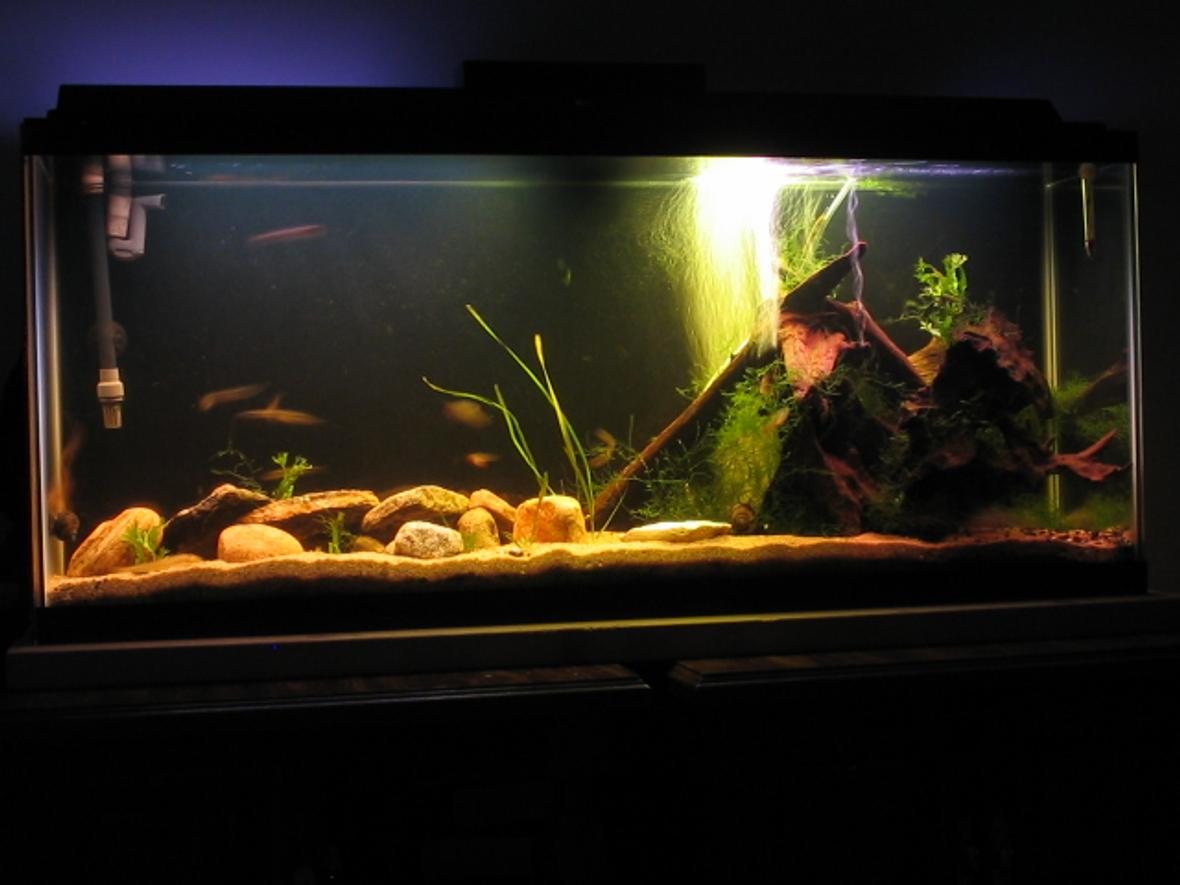 55 gallons freshwater fish tank (mostly fish and non-living decorations) - Fluval 304 50 watts of light Sand Substrate Crystal Wort, Java Fern 30 lbs of Malaysian Driftwood Fish Include: -3 Pictus Cats (Peruvian) -2 Weather Loaches (One Silver; One Gold) -1 Farlowella Catfish -5 Brilliant Rasboras -1 Horsefaced Loach -2 Bloodfin Tetras -1 Marbled Hatchetfish -2 Mystery Snails