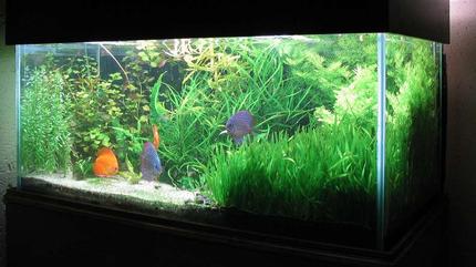 90 gallons planted tank (mostly live plants and fish) - A bit over grown