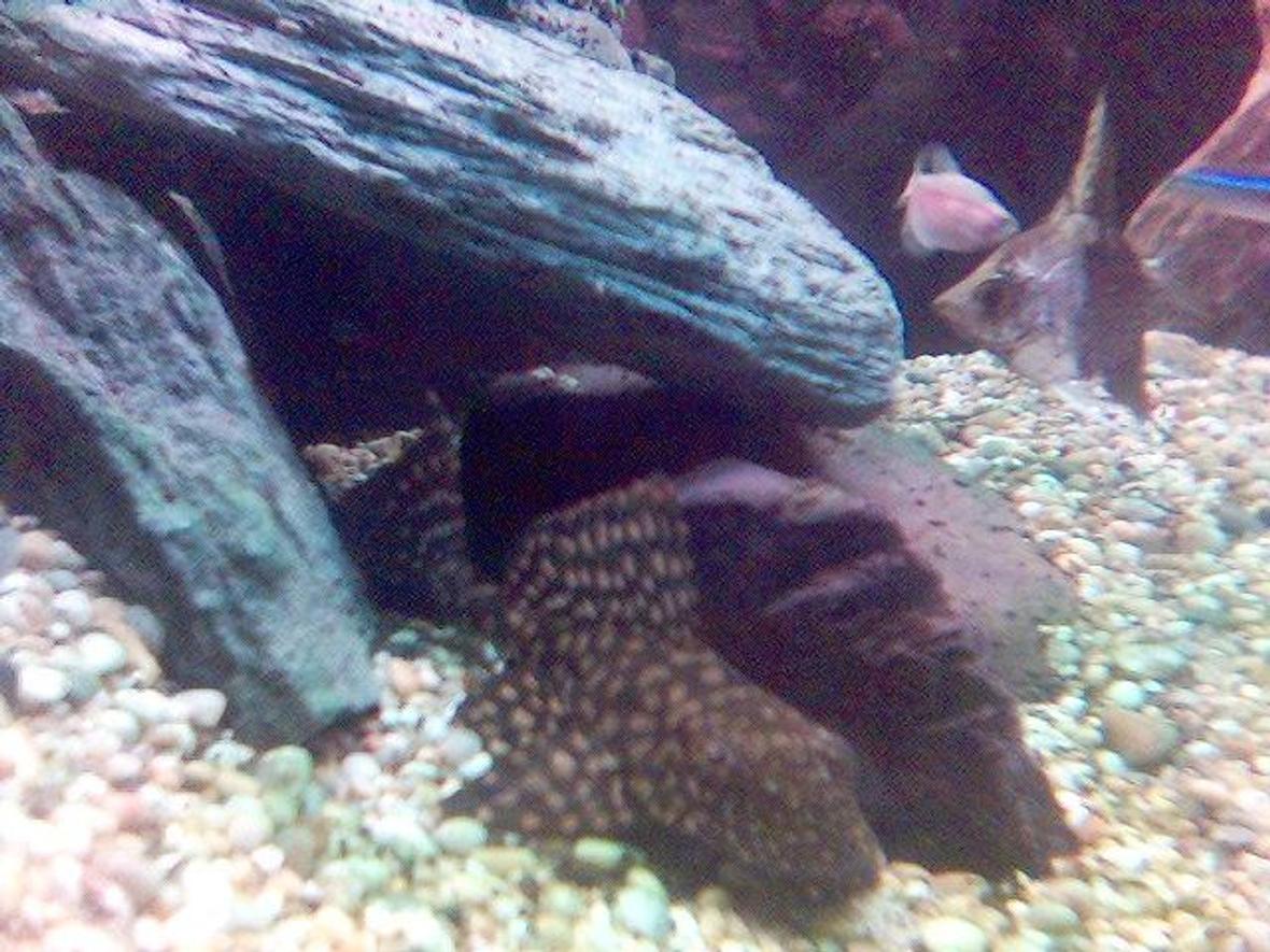 freshwater fish - leporacanthicus galazias - tooth-nose pleco (l-07a) stocking in 60 gallons tank - my fish